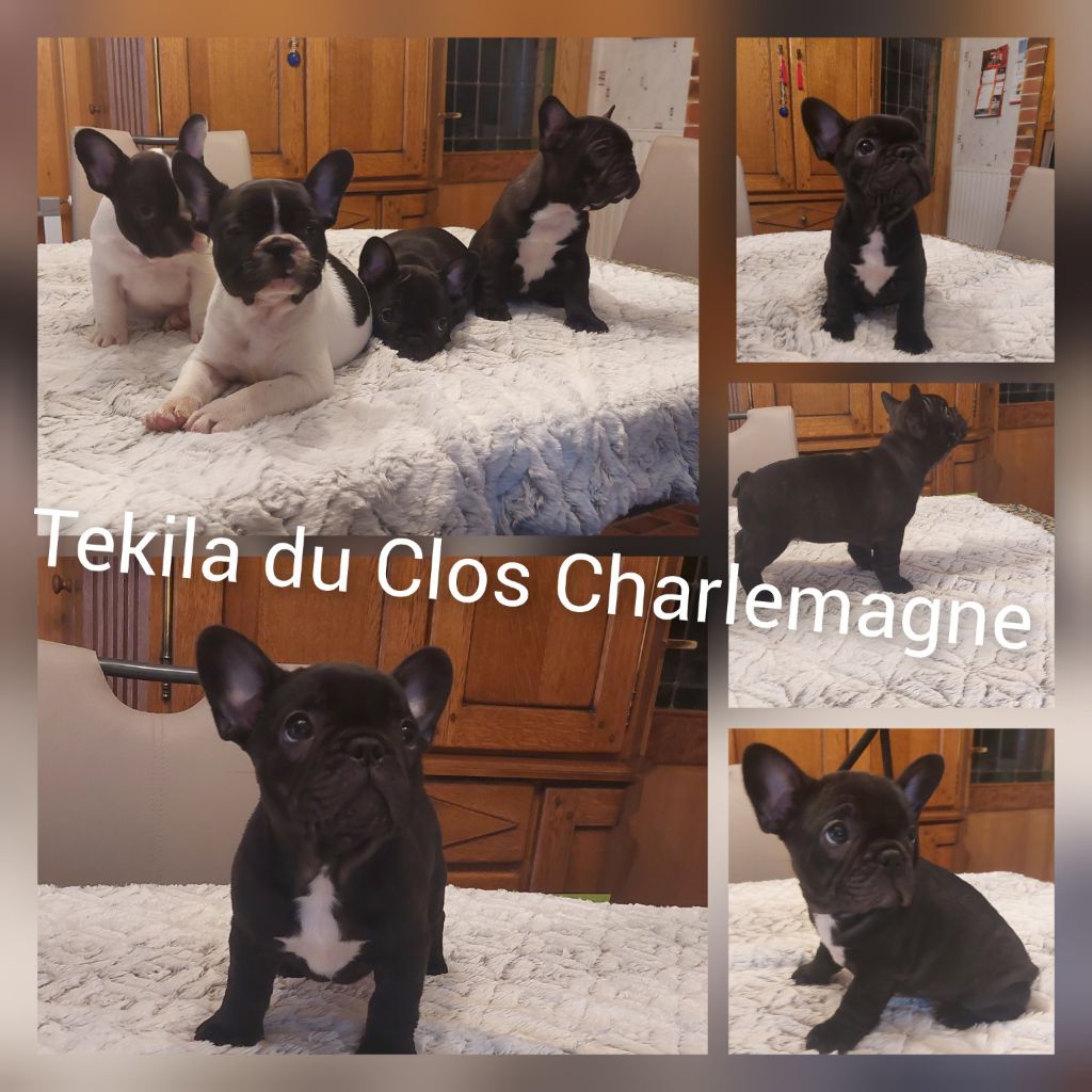 CHIOTS DISPONIBLE 