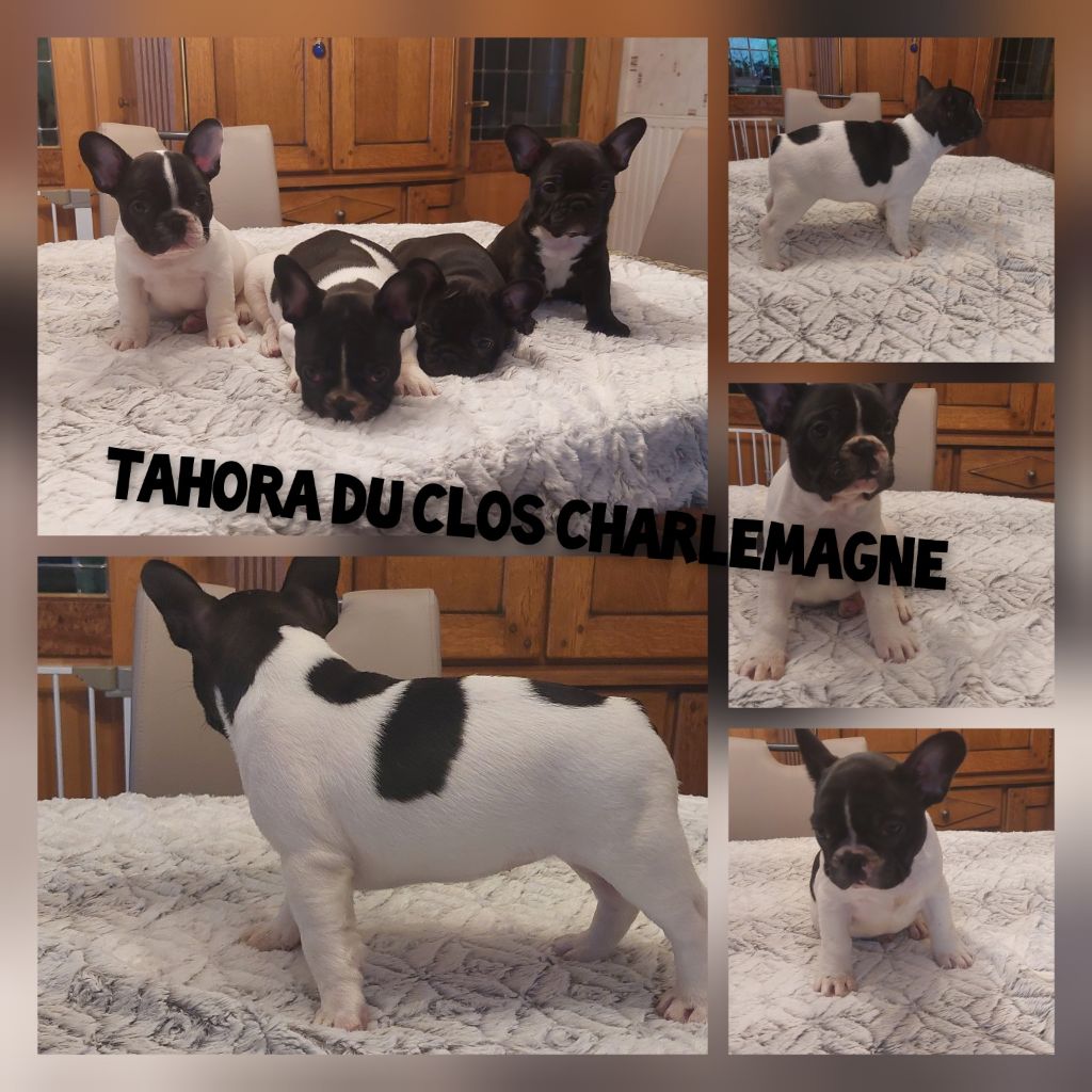 du clos charlemagne - CHIOTS DISPONIBLE 